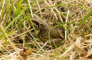 Frosch im gras