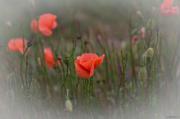 Mohn